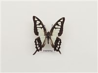 藏品(寬帶青鳳蝶)的圖片